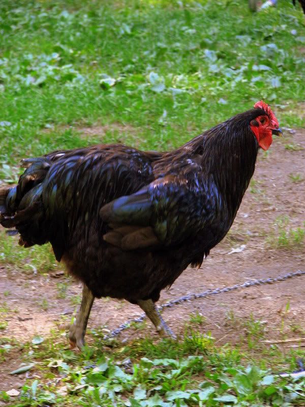 splashandclaw016.jpg