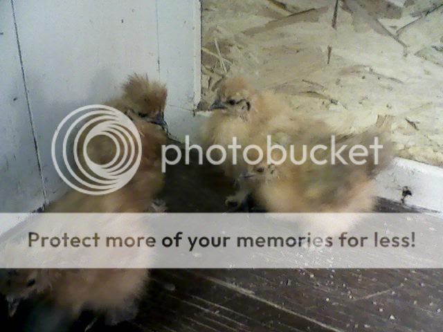 chicks4.jpg