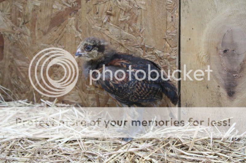 IMG_9014.jpg