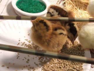 Chicks4.jpg