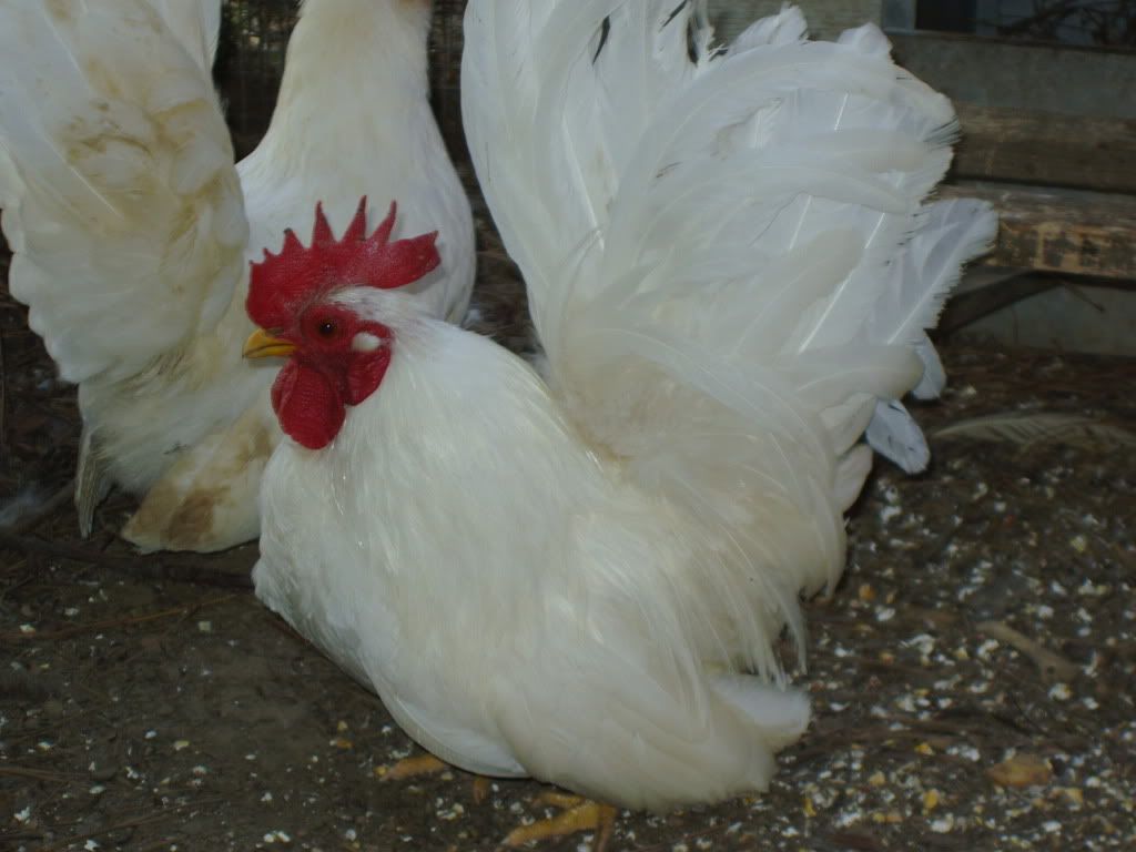 chickins021.jpg