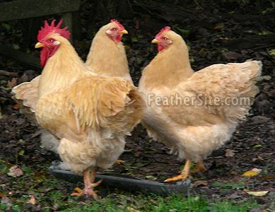 BuffRockTrio.JPEG