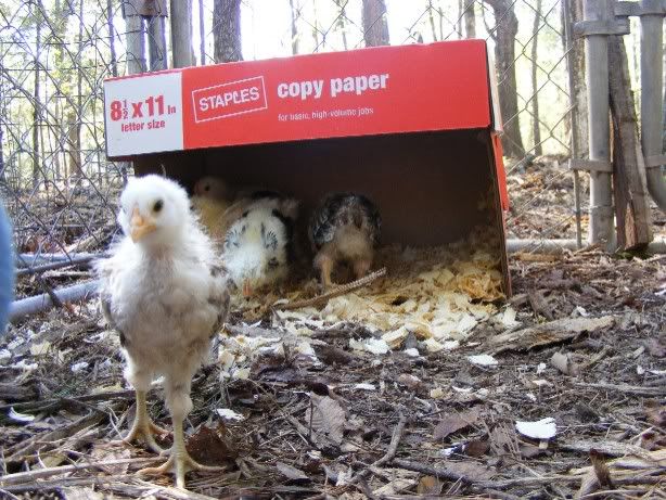 Chicks101809001.jpg