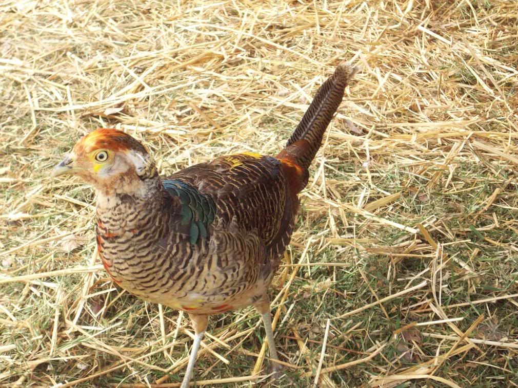 Chickens033.jpg