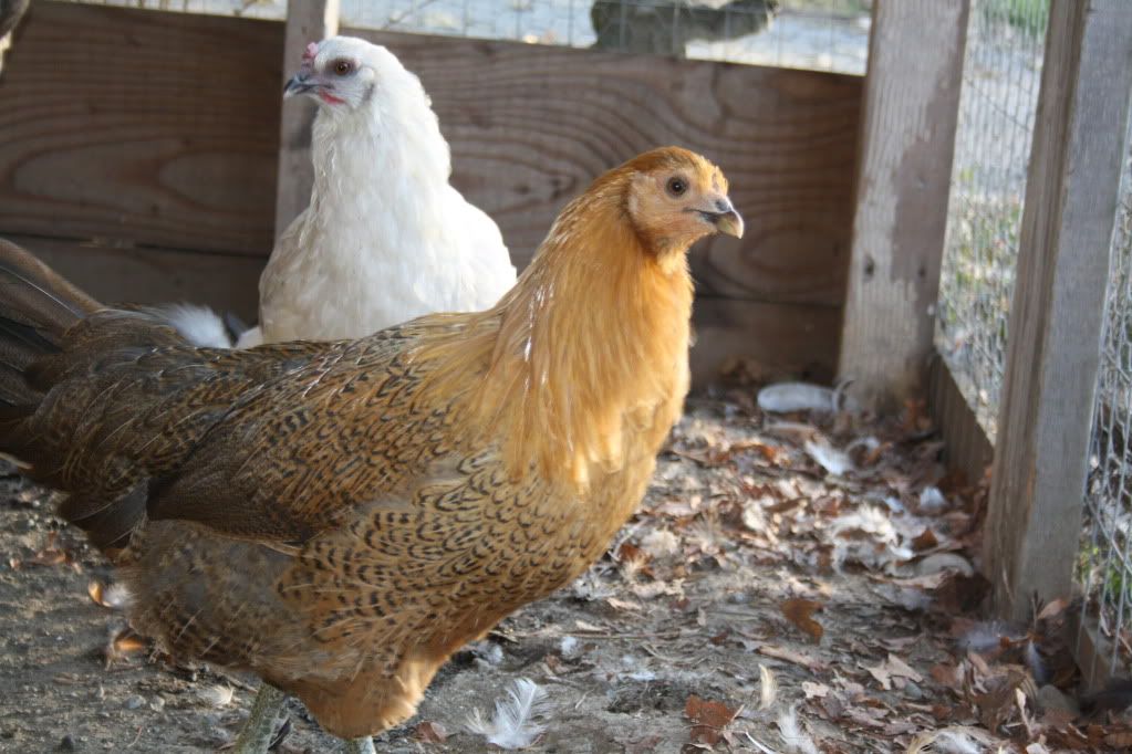 october2011012.jpg