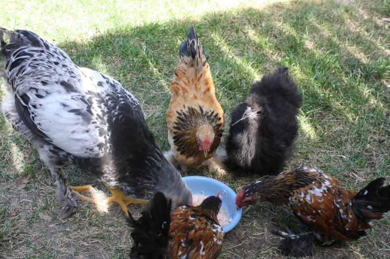 Chickens2014.jpg