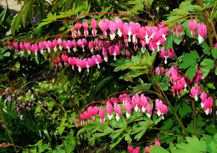 bleeding-heart-mature.jpg