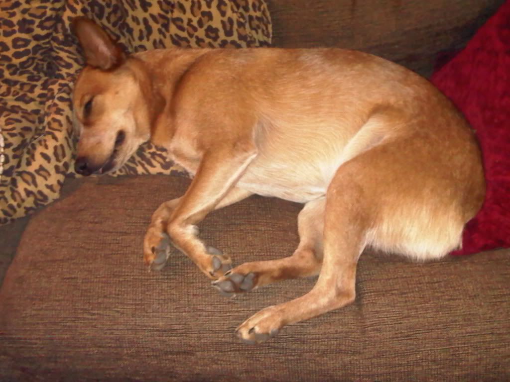 ginja110-22-09.jpg