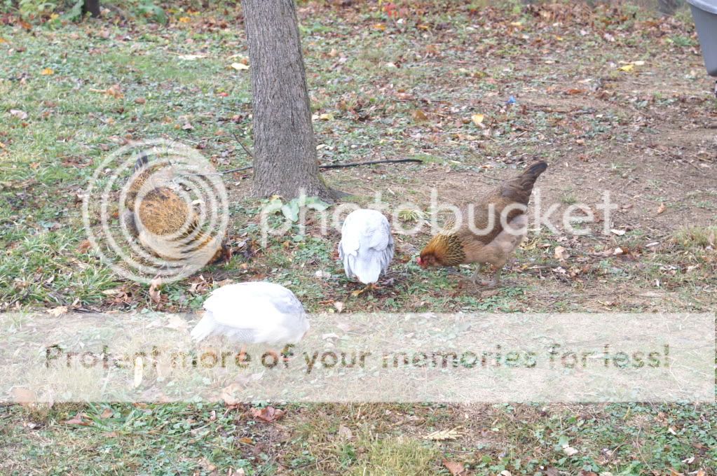 Picture024-7.jpg