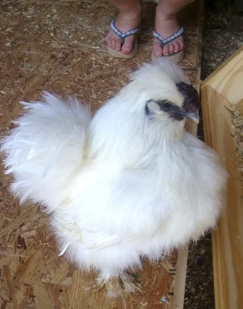 silkie.jpg