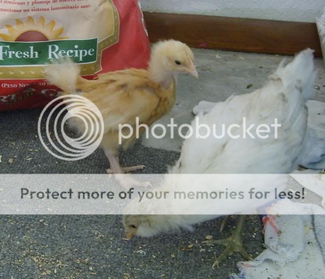 silkies009.jpg
