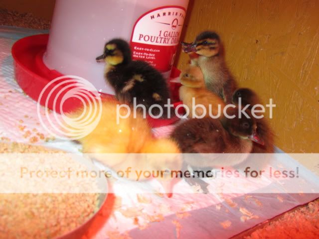IMG_0479.jpg