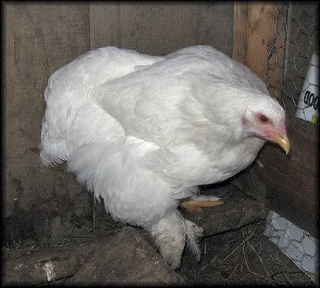 Yeti.jpg