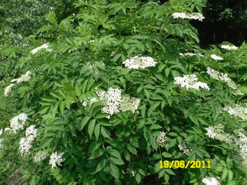 elderberry013.jpg