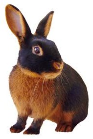 Tan-Rabbit-Breed.jpg