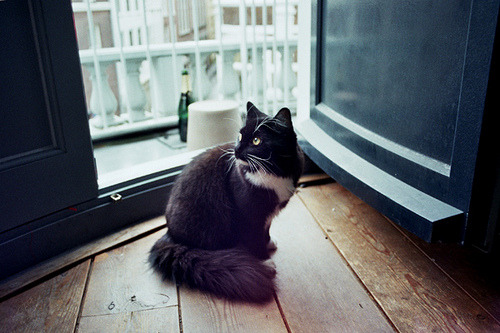 tumblr_m05nyfFP0f1rqsffvo1_500.jpg