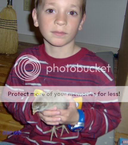 chicks2weeksold048.jpg