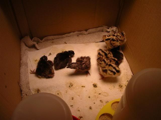 Picture002Small-3.jpg