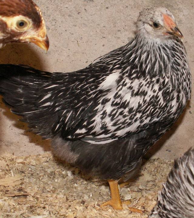 Rooster3.jpg