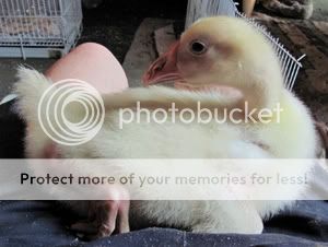 IMG_7220sm.jpg