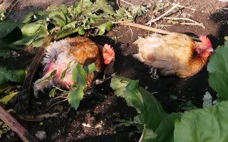 chickensdustbath.jpg