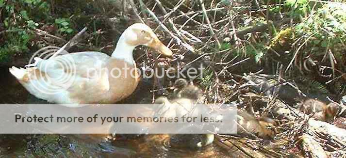 attheculvert1.jpg