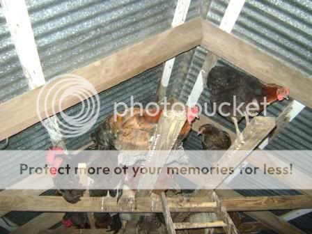 roosting3.jpg