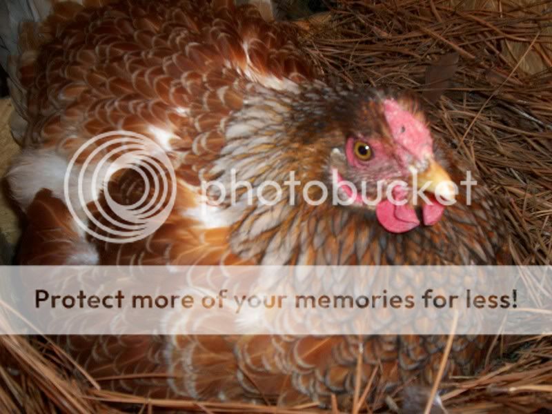 chickens4002.jpg