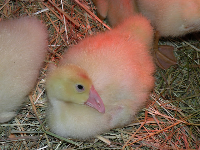 DSCN3978.JPG