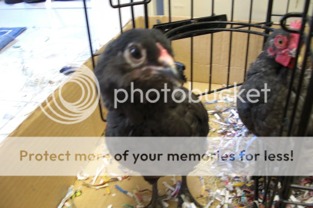 CIMG0408.jpg