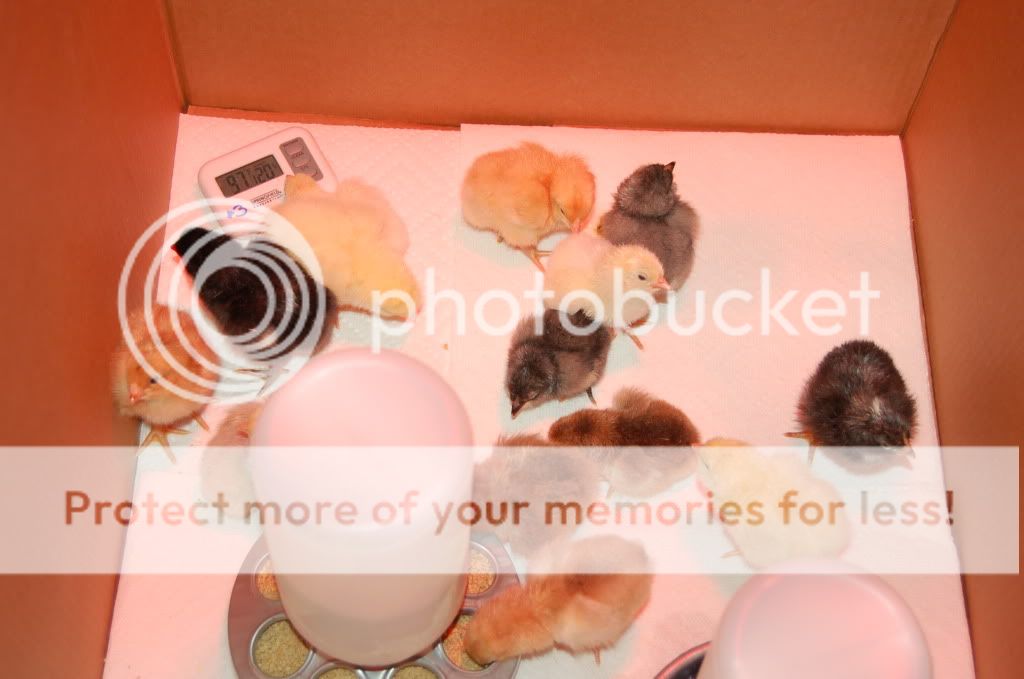 morechicks028.jpg