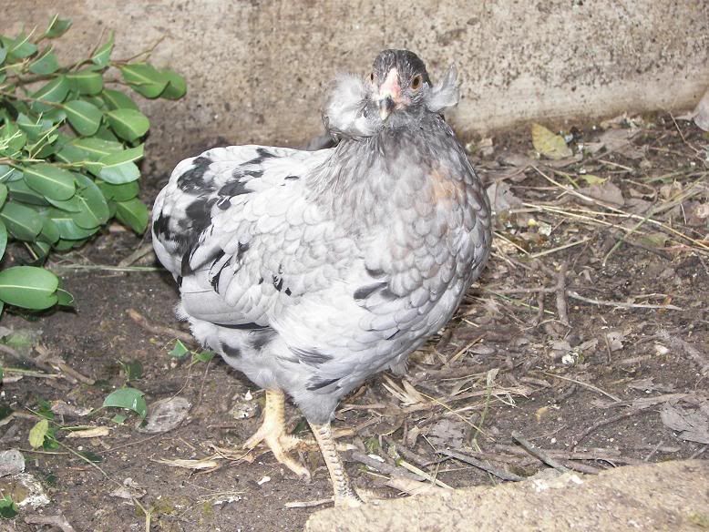 TuftedGrayhen.jpg