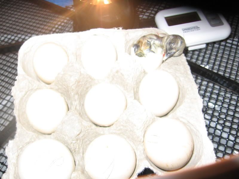 chicks.jpg