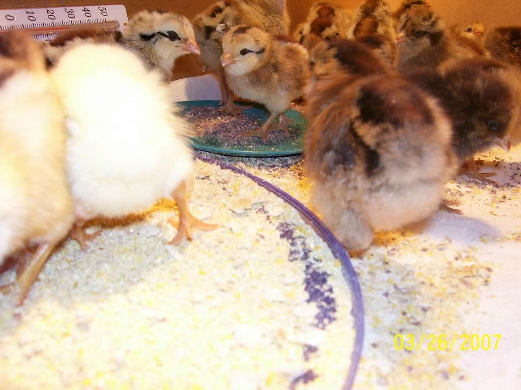chix6.jpg