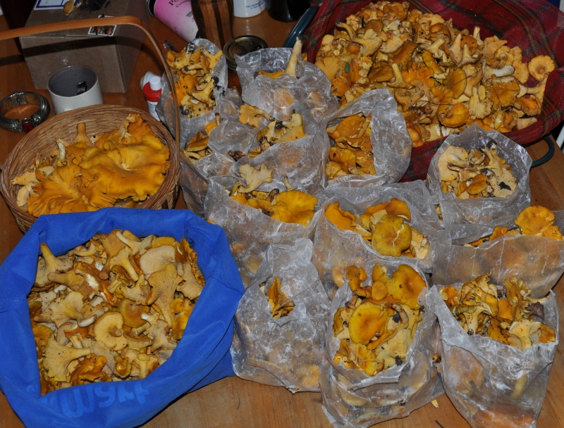 3765717892_ef44557070_o.jpg