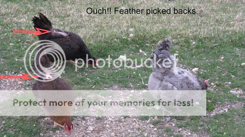IMG_1181.jpg