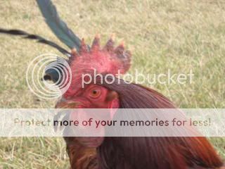 Chickiepics12-08014.jpg