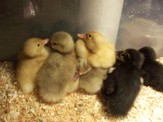 first_hatch2.gif