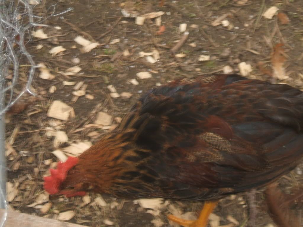 dscf0017-2.jpg