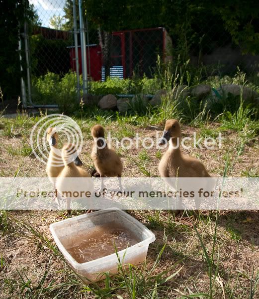 0906ducksoutdoors12076.jpg