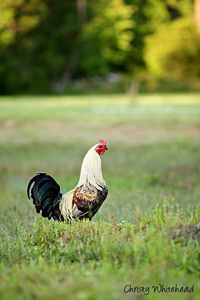 ChickensApril264770LRCW.jpg