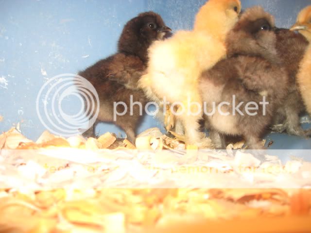 newchicks010.jpg