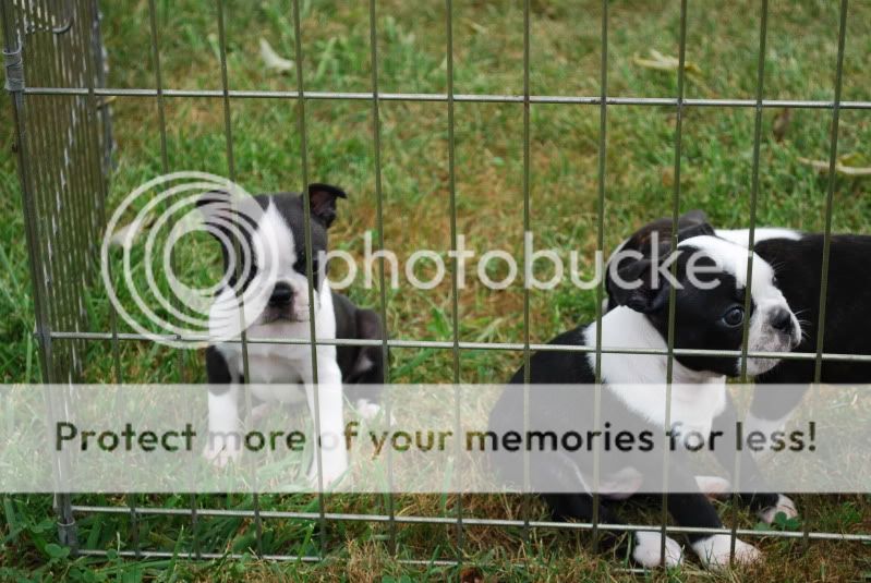 puppies039.jpg