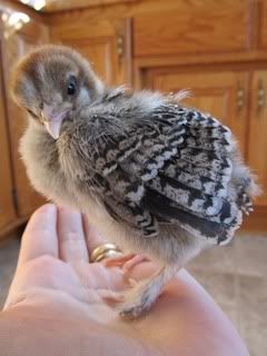 chickens020.jpg