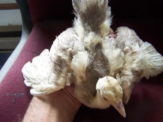 peachicks056.jpg