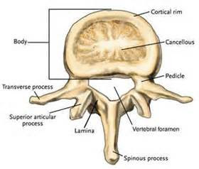 lumbar+spine.jpeg