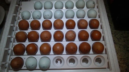 Eggs.jpg
