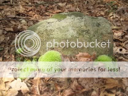 greenTribble.jpg