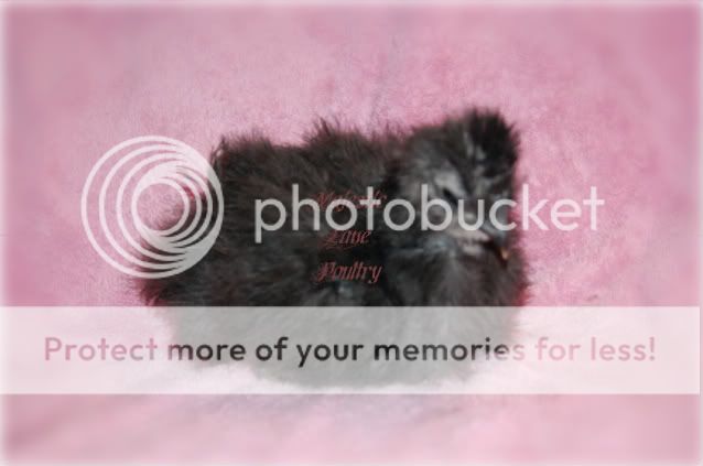 PompadourSilkies001-1.jpg