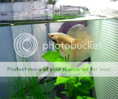 Fish002.jpg